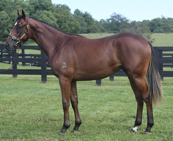 Lot 70 - click to watch him walk and work under saddle
