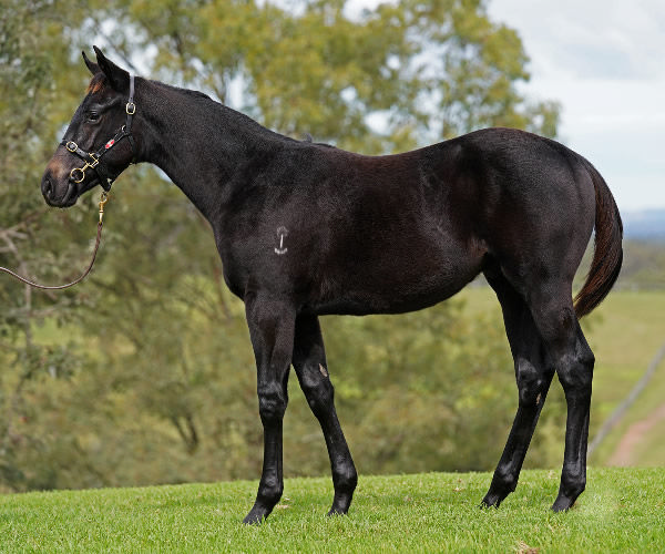 Lot 71 North Pacific colt from Malakiya, click to see his page.