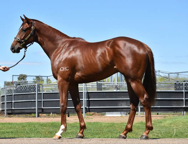 Lot 79 - click to see his breeze.