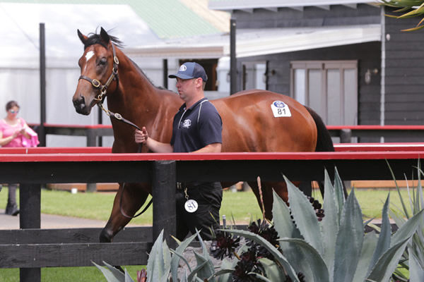 Lot 81, the Exceed and Excel colt, was purchased out of Riversley Park’s draft for $500,000. Photo: Trish Dunell