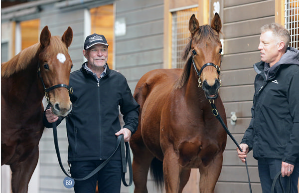 Proisir weanlings Lot 89 and 67