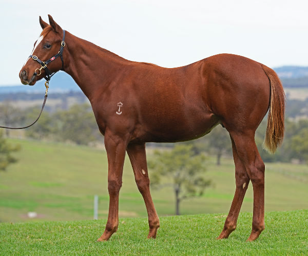 Lot 146, Capitalist colt from Punch the Clock, click to see his page.