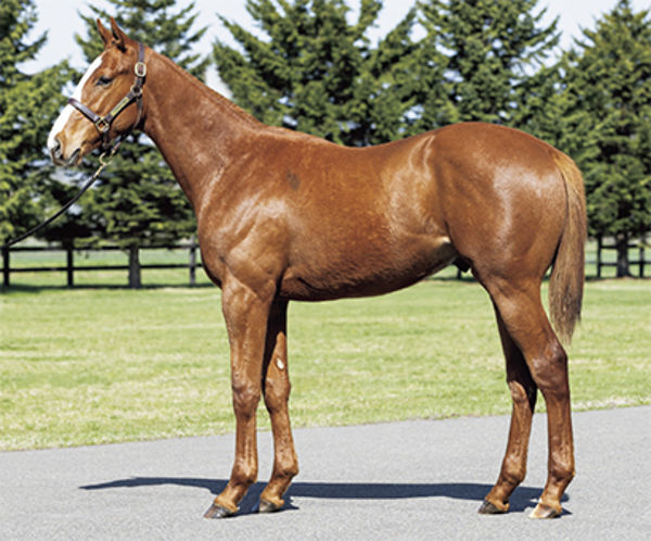 Justfy colt from Zipessa was the best result for any first season sire at the sale. 