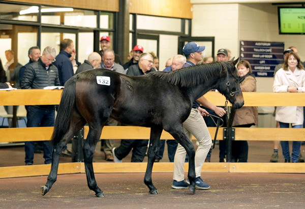 Gordon Cunningham purchased Lot 132, a colt by Ocean Park, for $120,000 Photo: Trish Dunell