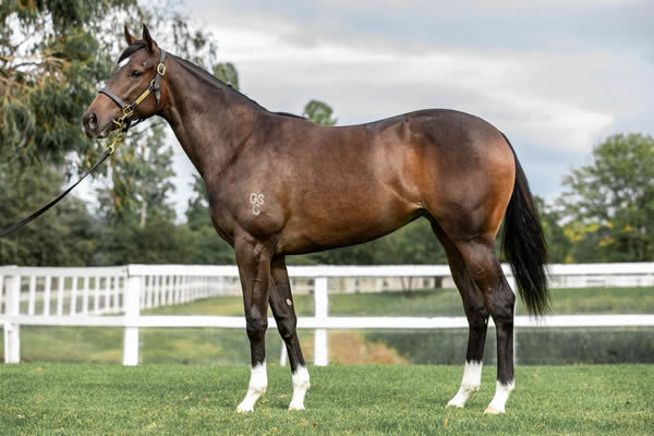 So You Think filly from Queen of the Hill sold for $150,000 at Inglis Easter