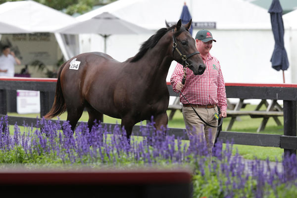 Lot 294, the Too Darn Hot colt out of Lady Sayyida, was purchased by bloodstock agent Cameron Cooke for $750,000. Photo: Trish Dunell