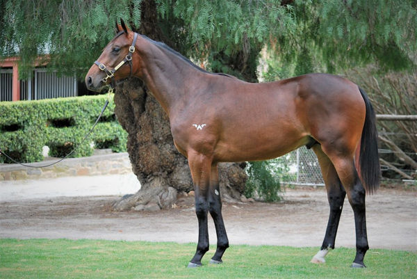 Compare the pair Rich Hips half-brother by Tosen Stardom heading to the Inglis Premier