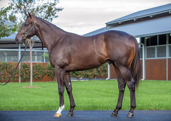Half-brother to Akihiro by Shalaa was sold to Asian Bloodstock Services for $800,000 at Easter Yearling Sale on Wednesday