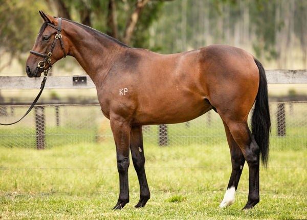 Big update for this Premier Sale yearling
