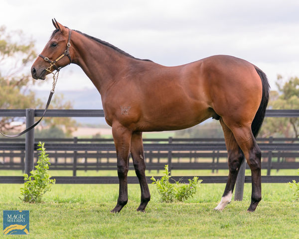 I Am Invincible x Zighy Bay colt made $800,000 on day one.