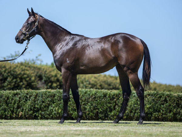 What price for this gorgeous Zoustar half-sister to Tycoon Humma on the opening day of the Premier Yearling Sale?