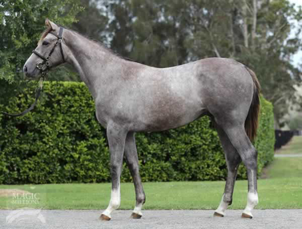 Love Tap a $110,000 Magic Millions Yearling. 