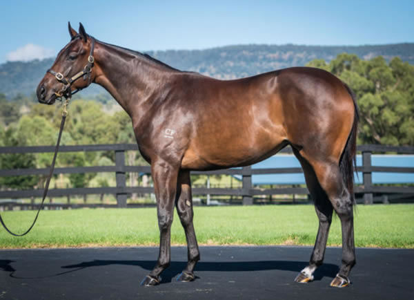 Bred and sold by Cressfield, Lovetta was a $550,000 Inglis Easter yearling.
