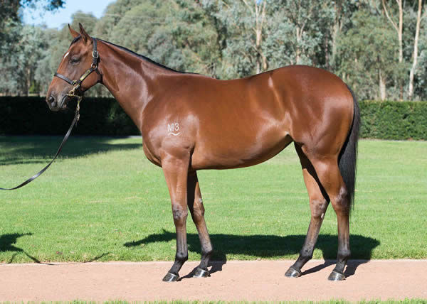 Champion 3YO Filly and dual G1 winner Loving Gaby as a yearling.