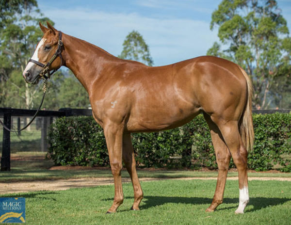 Lucky Variety as a yearling.