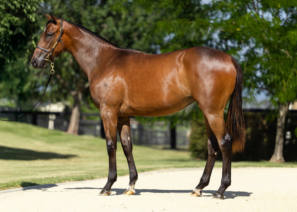 Lumbini was the highest priced yearling by Russian Revolution sold in 2025.
