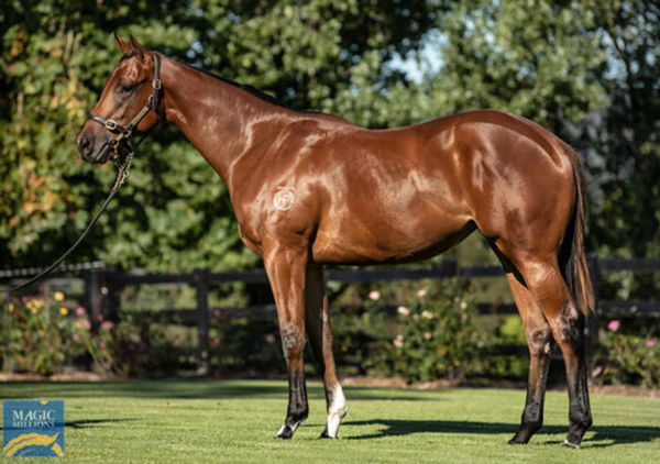 Luna Rocks was a $360,000 Magic Millions purchase.