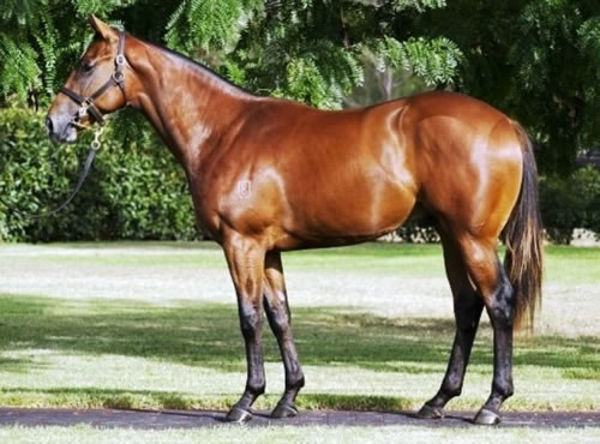 'Lovely Lenny' aka Lunar Rise as a $380,000 Inglis Easter yearling 