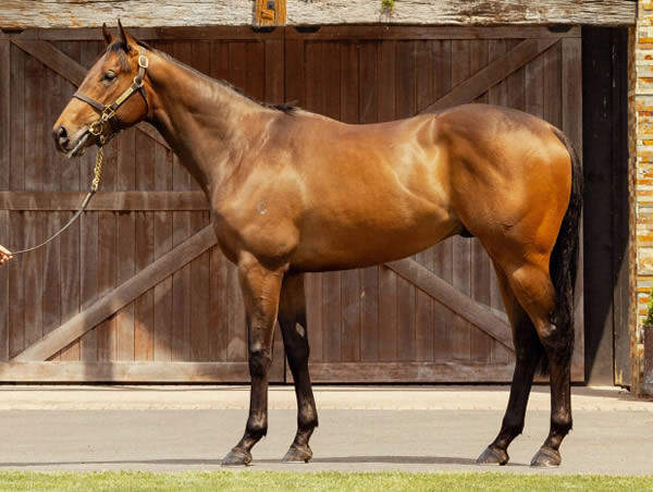 Lydiard Park was a $200,000 NZB Ready to Run purchase from last year.