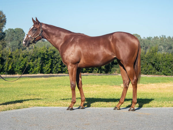 Lyrics 'n' Song was passed in as a yearling.