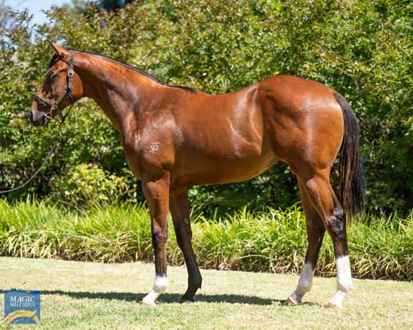 Mabubu was a $100,000 MM Book 2 purchase for Merrick Staunton. 