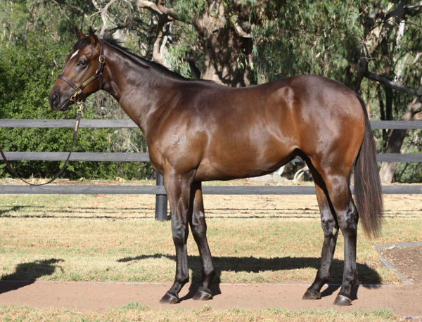 Macleay as a yearling