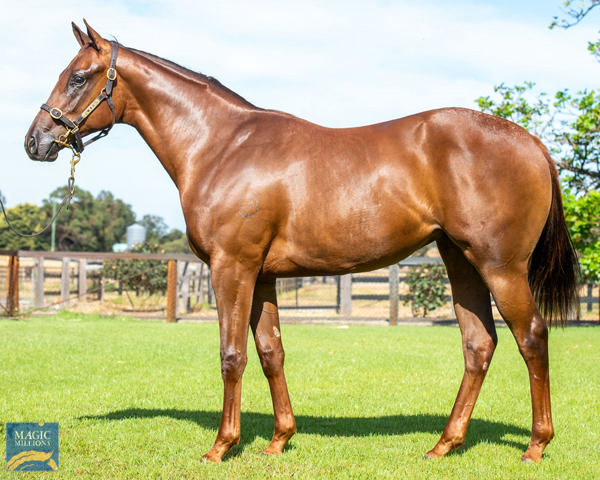 Madhi Girl was a $68,000 Magic Millions Perth purchase.