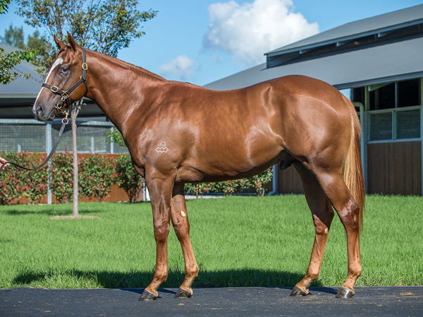 Yearning's $2.5 million brother Magic