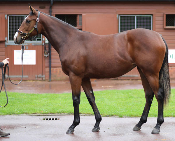 Magical Lagoon was purchased from Tattersalls October Yearling Sale Book 1.