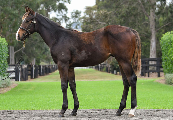 $150,000 Magna Grecia colt from Slippers