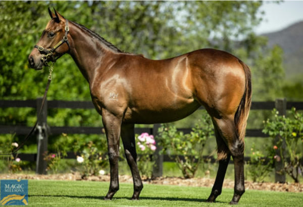 Maili was a $300,000 Magic Millions purchase from Tyreel Stud.