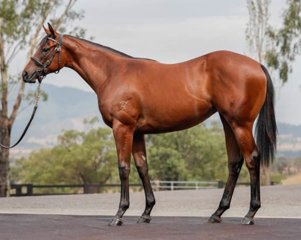 Purchased at Inglis Classic for just $11,000 , Majestic Shot has won her first three starts! 