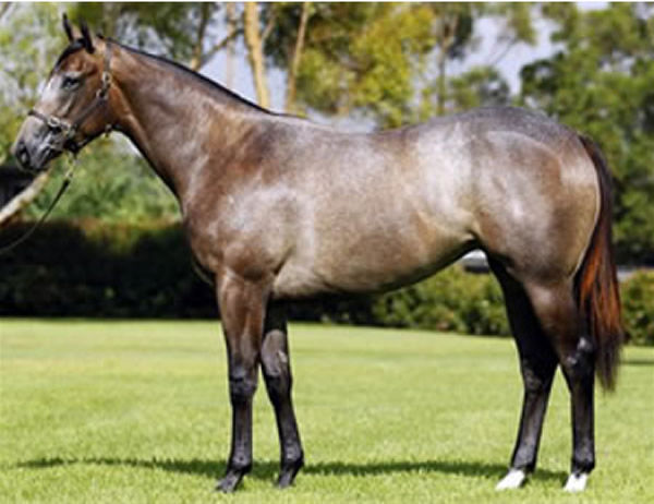 Majmu was a $300,000 Inglis Easter investment for Shadwell.
