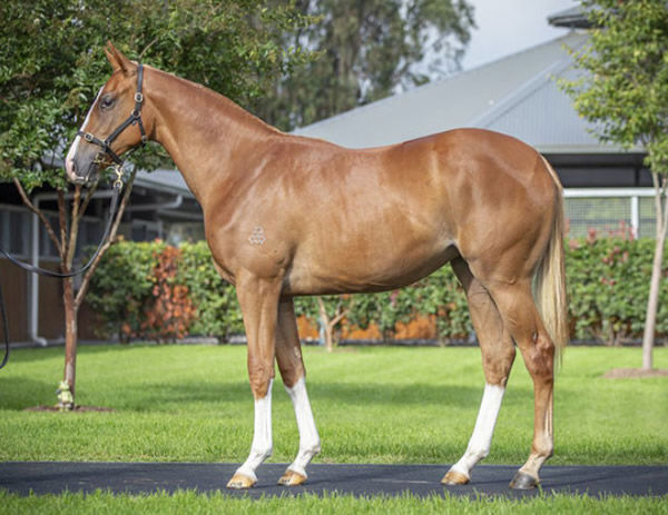 Makarena was a $250,000 Inglis Easter purchase.