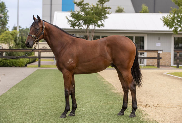 Make A Call (Extreme Choice x To Dubawi Go) $825,000 Inglis Classic Sale topper