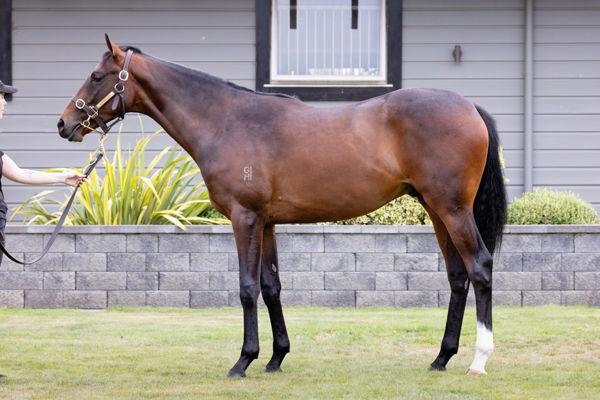 Maldini was a $55,000 Karaka Book 1 purchase.