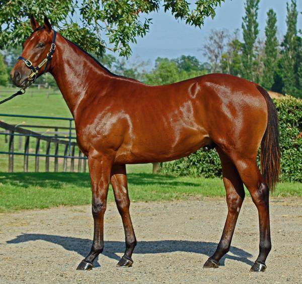 Malkovich an $85,000 Inglis Classic yearling