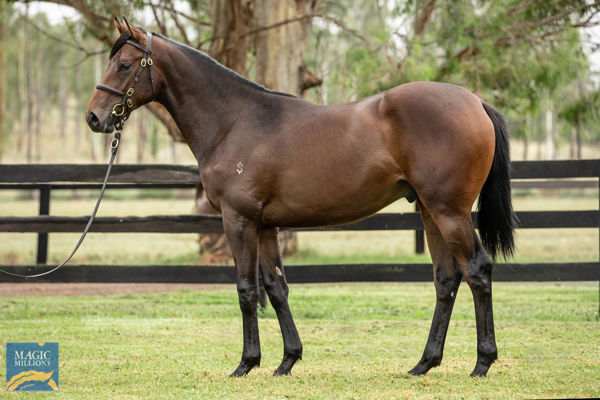 Manzoice was a $340,000 Magic Millions yearling