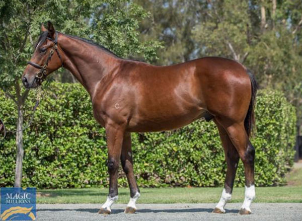 Maple Gold was a $100,000 Magic Millions purchase from the Coolmore draft.