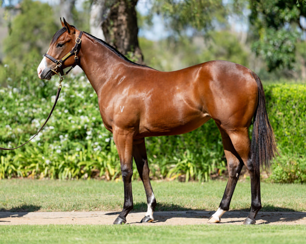 Marbles was a $675,000 Magic millions purchase.