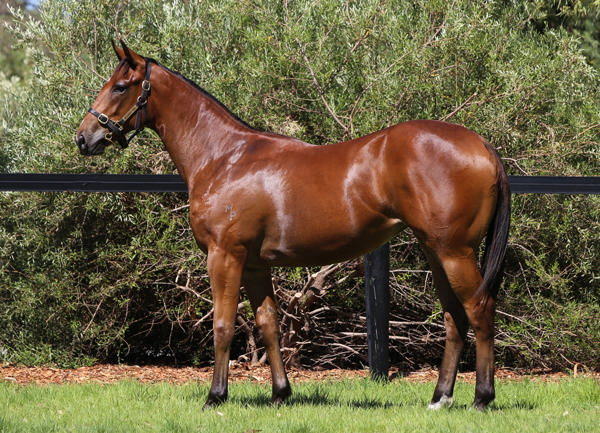 Maria Lucia was a $105,000 Perth Magic Millions purchase.