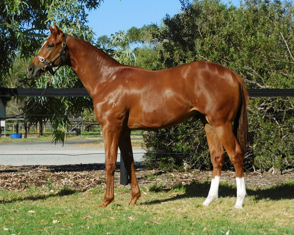 Marine One colt from Clarecastle - Lot 145.