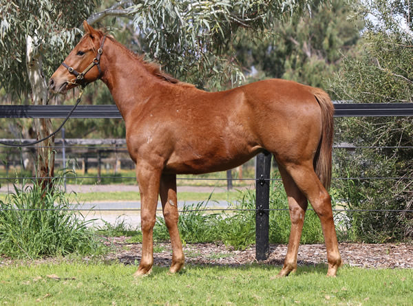 Marine One colt from Magical Charge.