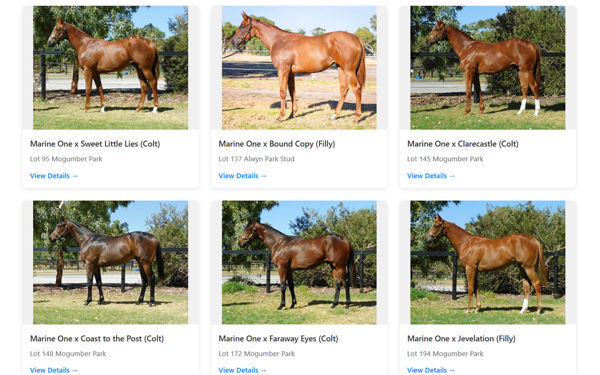 Click to see all the Marine One yearlings for Perth MM.