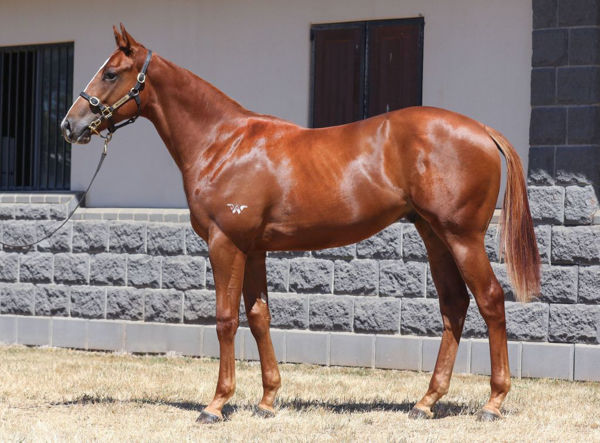 Marnix was the only yearling purchased by Godolphin at the 2019 Inglis Premier
