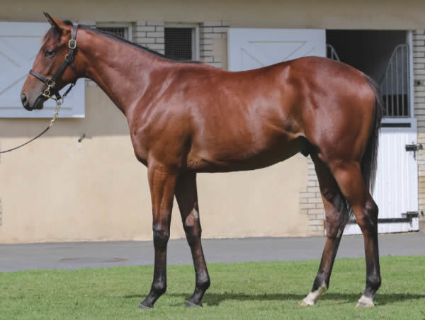 Maranoa Charlie was purchased for 220,000 euros at Arqana Deauville August Yearling Sale..