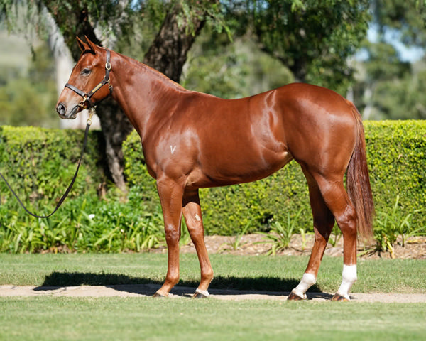 Highest priced yearling by Street Boss (USA) in 2024 -Marunouchi sold for $575,000 at Inglis Easter.