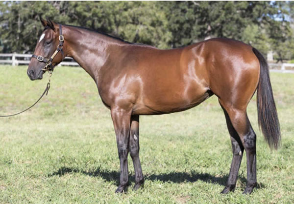 $1million Snitzel filly Masaqaat as a yearling