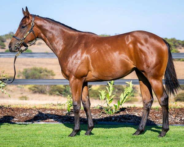 Lot 60- half-sister by Maschino to Twisted Steel.