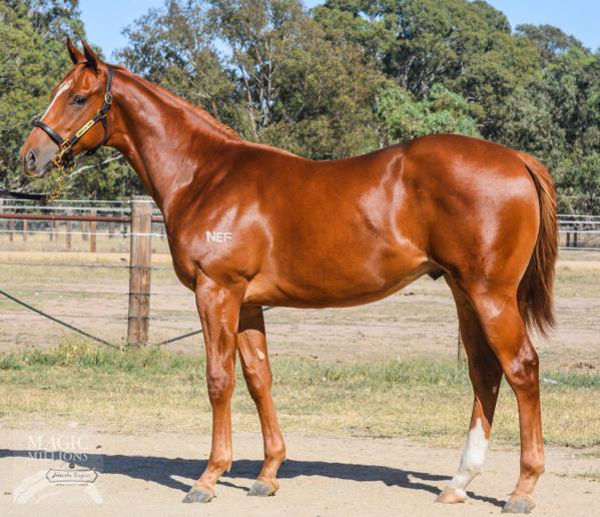 Master Eight a $50,000 Adelaide Magic Millions yearling
